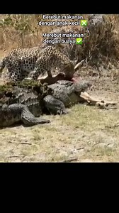 #animals #funnyanimals #hewan #predator #hewanlucu #cute #reel #fbpro #lucu #ngakak #hewanbuas @sorotan | Ji Ro Lu