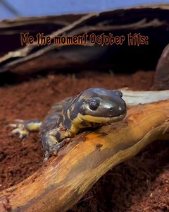 Great Lakes Aquarium October fun. Get info and tickets at destinationduluth.co/GLAquarium #lifeupnorth #destinationduluth #befromduluth #yourdestinationforlife | Destination Duluth