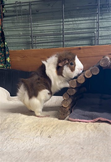 suki likes to check everything is in order and well #guineapigs #fyp #cute #guineapigsoftiktok #clean