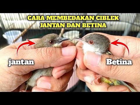 Bingung membedakan ciblek jantan dan betina❓Gampang banget, begini caranya❗