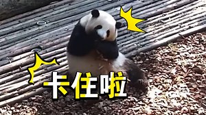 10.27吃东西卡牙齿了，胖宝自己搞不定，赶忙回去找爷爷帮忙，好聪明的小乖乖🥰🥰🥰