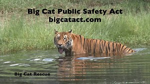 28K views · 627 reactions | June 19-25 is Animal Rights Awareness Week. See what strides have been taken to protect animals, and what it is you can do to help. bigcatact.com | Big Cat Rescue | Facebook