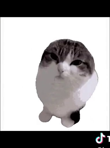Bouncing Cat Meme - Playful and Funny Cat Tiktok Compilation