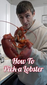How to pick a Maine lobster! #maine #lobster #seafood #interesting #educate #didyouknow #hack | Jacob Knowles