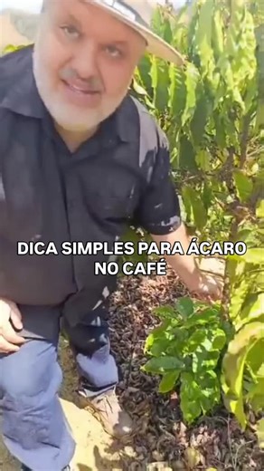 Anderson Pilon on Instagram: "O ácaro branco em café (Polyphagotarsonemus latus) é uma praga que causa deformações, enrolamento e enrugamento das folhas, afetando principalmente plantas jovens em viveiros. Sua identificação é difícil devido ao seu tamanho e cor, mas o controle pode ser feito através de acaricidas específicos, controle biológico com predadores naturais, e medidas culturais como a eliminação de plantas hospedeiras e o uso de mudas sadias. #cafeicultoresdobrasil #cafeconilon #caféc