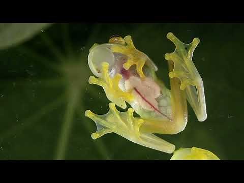 Glass Frog