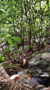 6.3K views · 53 reactions | Mothers giving birth in the forest#mother #buildings #bushcraft #harvest #outdoors #reelviralfacebook #survival #viralreelsfb #camping | Terri Sparks | Facebook