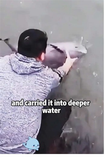 Helping Stranded Marine Animals: A Call to Action