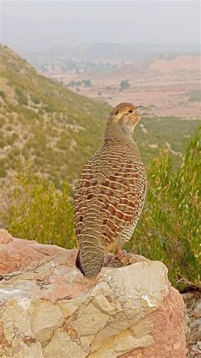 Gray partridge sounds | natural francolin calling#graypartridge #grayfrancolin #birdsounds #nature