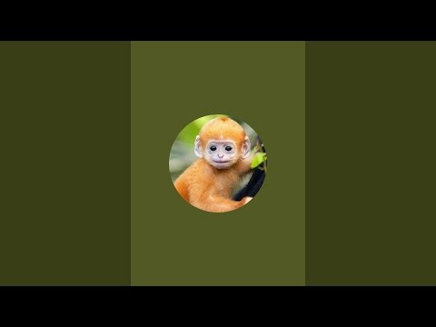 Adorable monkey plays all day || langur sound for monkey | langur voice to scare monkeys
