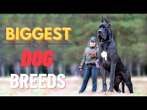 Top 10 Largest Dog Breeds: Exploring the Giants of the Canine World