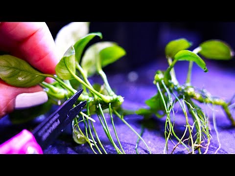 The Simple Way to Propagate Anubias Aquarium Plants! (Plus a Special Bonus!) 🌱✨