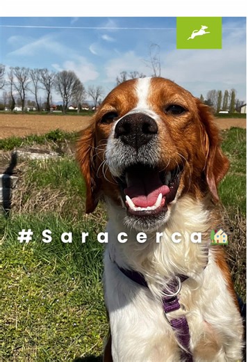 Sara ☀️ 🐶 Bretoncina di 2 anni e mezzo 📏 Taglia media contenuta 🐾 Allegra ed energica Sara è una simpatica bretoncina di 2 anni e mezzo arrivata dal sud circa un mese fa. A causa delle poche esperienze di vita che ha potuto vivere, è un po’ timorosa di ciò che non conosce. Necessita quindi di una famiglia che la accompagni e la guidi in esperienze positive, per superare qualche piccola difficoltà. È socievole con i suoi simili e con le persone, è una grande amante delle passeggiate in natura 