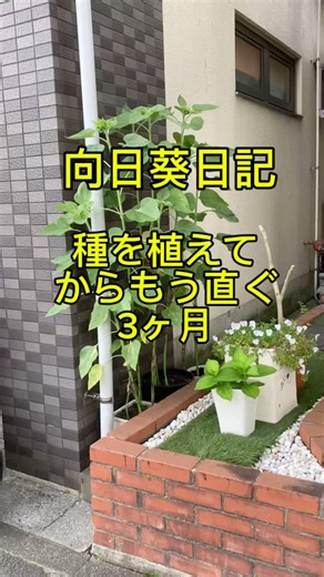 【向日葵日記】座間市の55万本のひまわり畑で買った種を植えてらもう直ぐ3ヶ月