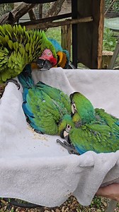 Beautiful memories...Please follow and share our videos to help more birds #tropicalavianoasisandrescue #parrots #parrotlover #birdsanctuary #helpforbirds | Tropical Avian Oasis and Rescue