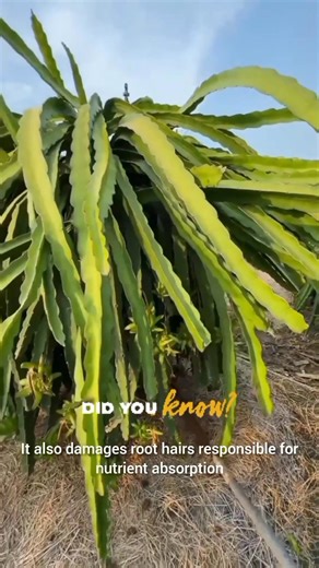 No to excessive use of NPK ⚠️ | Exotics