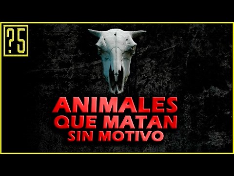 Top 5 Animales que Matan por Placer o sin Motivo aparte del Ser Humano