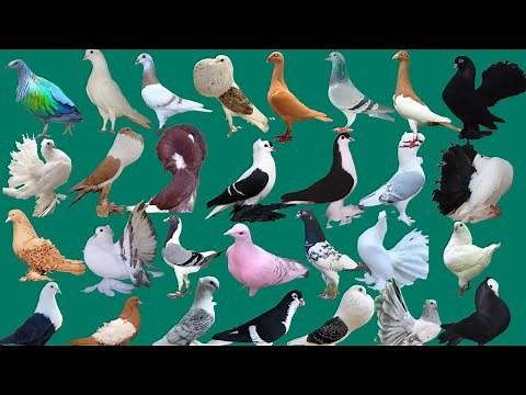 100 pigeon's breeds with name-part 1 #pigeon