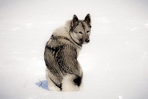 Norwegian Elkhound