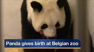 Workers at a zoo in Belgium are cautiously excited about the birth of a baby panda this week. Successful births are rare, but so far, mom and her cub are doing well. MORE: http://kptv.tv/1sr3WMM | FOX 12 Oregon