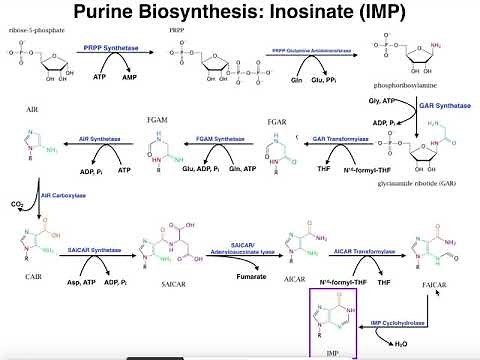 Nucleotide Metabolism | Purine Biosynthesis 1: Up to IMP