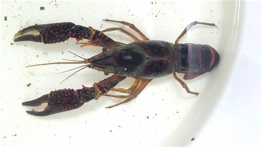 West Michigan groups continue fight to control invasive red swamp crayfish