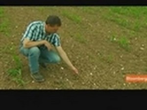 European Farmers Expect Lower Grain Crops on Drought