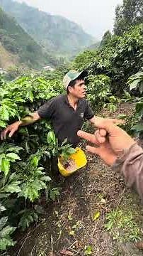 The correct way to apply fertilizer to coffee 💪