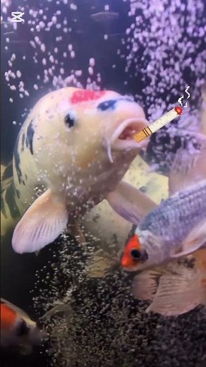 エアレーションを吸って吐く錦鯉 #水槽部屋 #koi #アクアリウム #fish #金魚