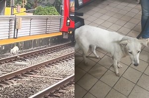 LRT-1 management gives update on dog spotted running on its tracks