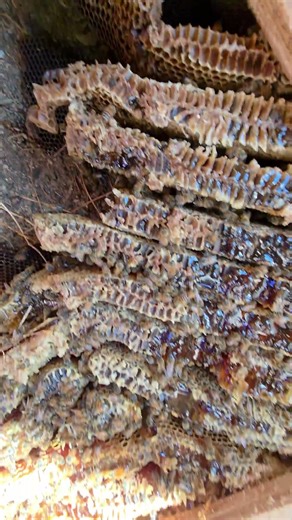 Double Beehive Removal! | #bee #honey #nature #shorts