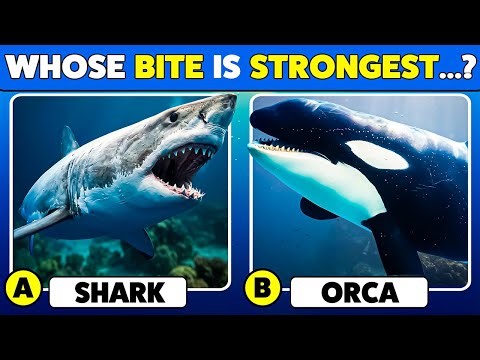 Ocean Animal Quiz 🐋 Marine Life Knowledge Test! Part 2