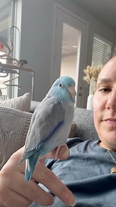 The way he immediately pat himself on the back for that first baby bird 😂 #talon #parrotlet #parrot #bird #babybird | The Green Bird Brigade