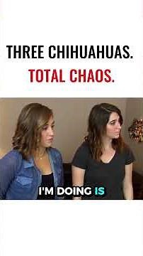 Three Chihuahuas Total Chaos