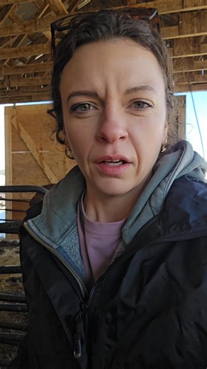 Using CIDrs in our heifer breeding program | CFFarming - Fisher Farms