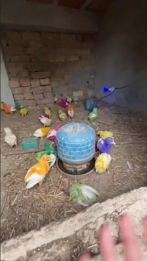 Lizard 🦎 attack on chicks #minizoo #pets #minivlogs #petvlogs