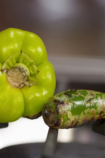 Poivrons grillés à la mexicaine, carbonisés, cuits à la vapeur et épluchés