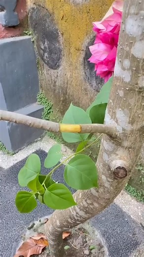 1.8K views | I tried this viral flower hack… and it actually works!  #flowers #lifehack #viralhack #fyp #fypviral #DIY #homedecor #simpletricks# | lifehack | Facebook