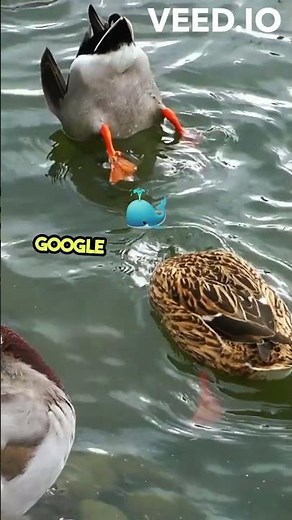 DuckDuckGo vs Google Privacy Showdown Explained