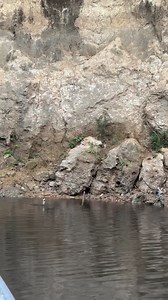 Learning the skills necessary to survive the Amazon rainforest is a steep learning curve, but once you get it, things such as traps can be a delightfully easy one✊ Things such as spring traps are far from successful on each attempt, but when they are they can easily supply several days of food 🍽️ In this case here a Himara(wolffish) on 6-7 pounds, which can be smoked and preserved for meals for 3-4 days. Indeed a nice little catch 🔥🇬🇾 If you ready to learn from our team of indigenous instruc