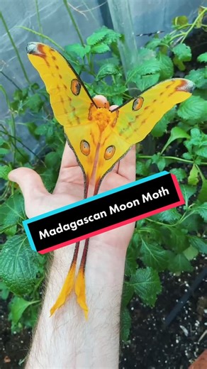 Discover the Enchanting Madagascan Moon Moth