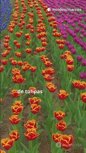 Campos de Tulipas na Holanda Um Sonho Real! #natureza