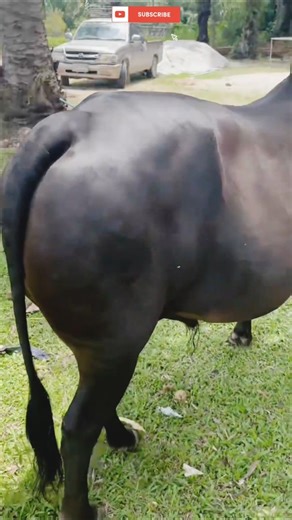 I Tried A TikTok Trend With A REAL Bull #short #animal #bull #viralvideo