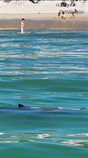 52K views · 1.8K reactions | This great white shark was just patrolling the shallows showing off its dorsal fin. The folks on the beach were definitely at full attention! - #greatwhiteshark #themalibuartist #whiteshark | The Malibu Artist | Facebook