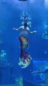 Fat belly mermaid 🤣