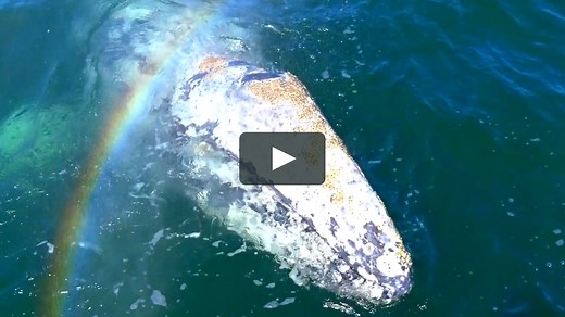 La Baleine Blanche