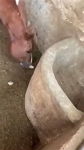 Horse Eats Chick in Front of Mum Hen 🐴🐥 | Caught on Camera