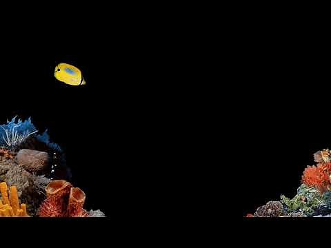 Windows 98 Fish Screensaver