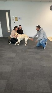 Do training dogs remember their puppy raisers? You bet they do! Here's yellow labrador cross retriever Olaf enjoying a reunion with the family who gave him so much time and love, setting him on the path to becoming a life-changer. Thanks to trainer Rachael O'Dwyer for the video. | Guide Dogs Cymru