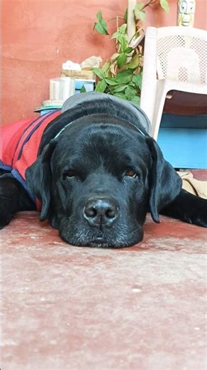 Angry Puppy #labrador #labradorretriever #labradorlovers #dogcoach #dogshorts #doglife